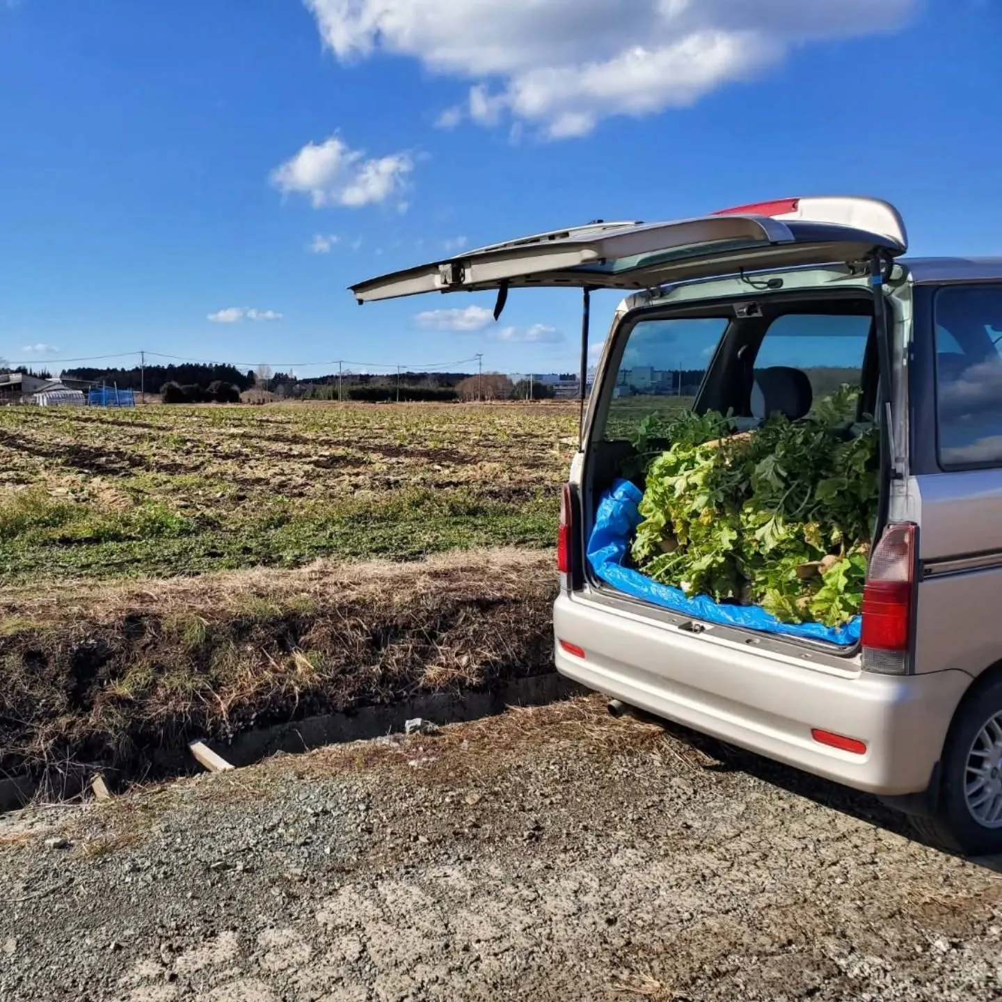 年末に、八代市でトマト農家をしている若い男性のインスタを見て...