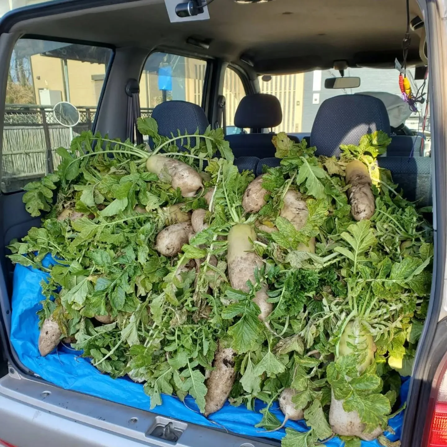 年末に、八代市でトマト農家をしている若い男性のインスタを見て...