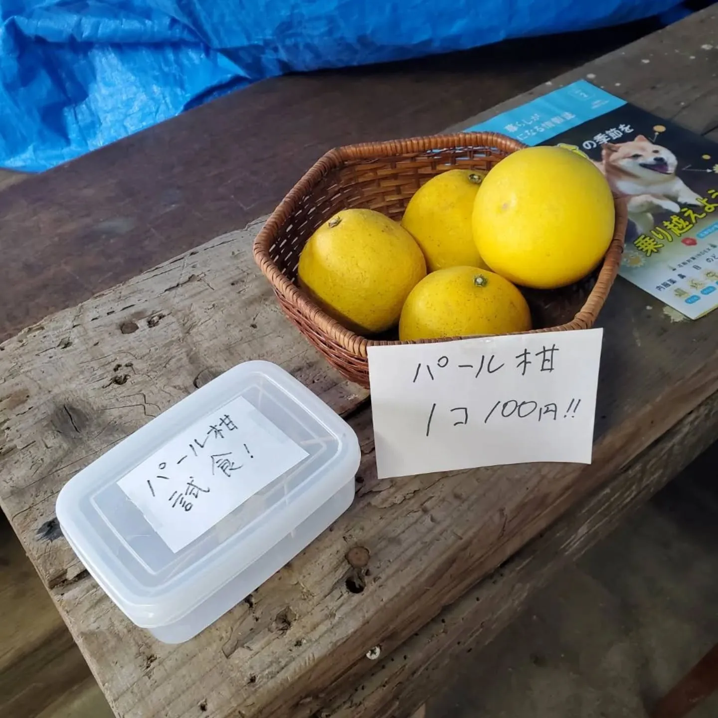 昨日入荷の八代トマト販売します。