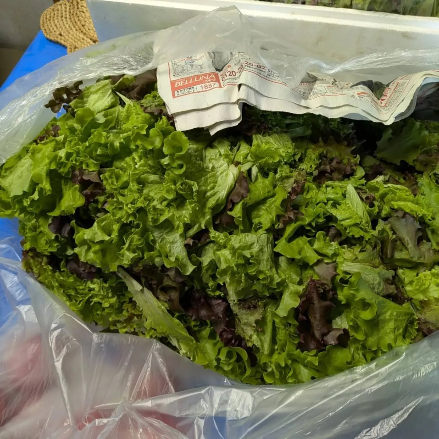 再び❗貴重な筍入荷出来ました‼️