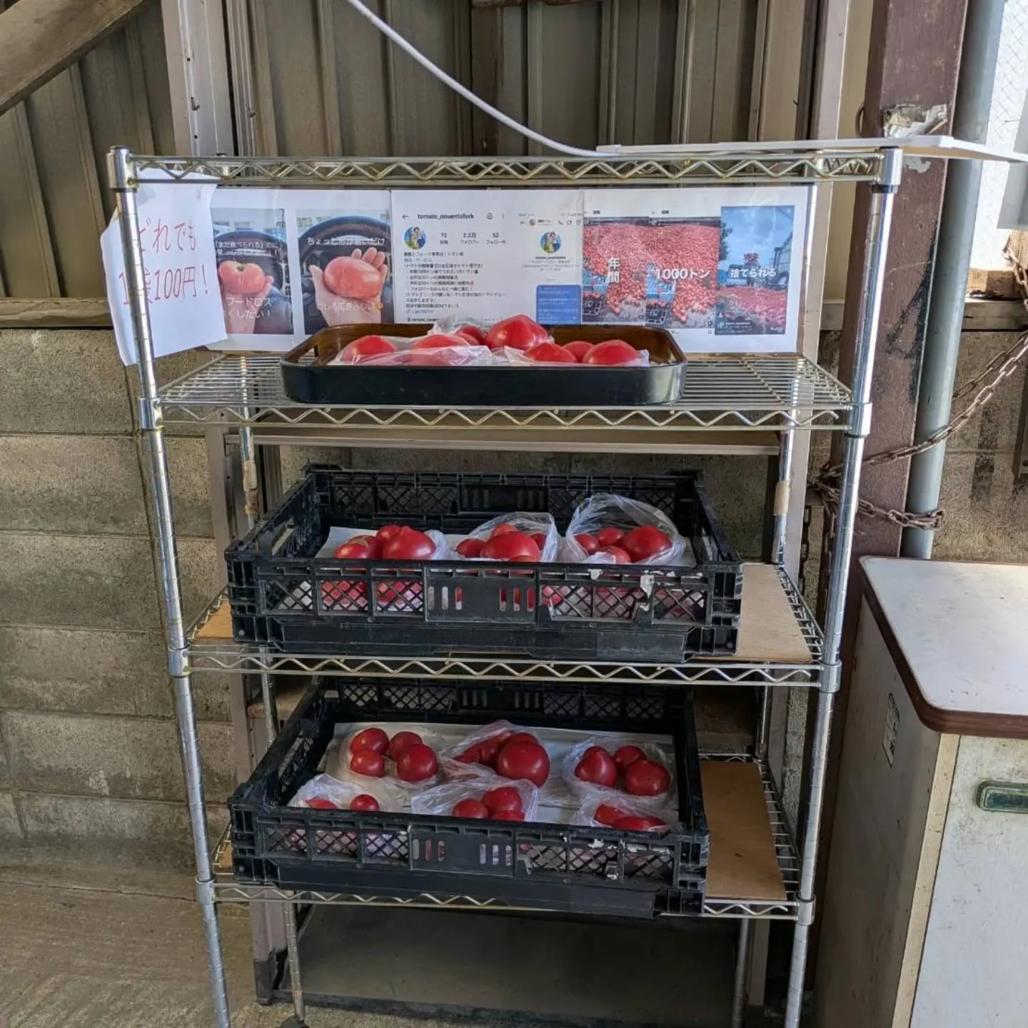 これまでトマトは道沿いのスチールラックに、他の野菜は棚に置い...