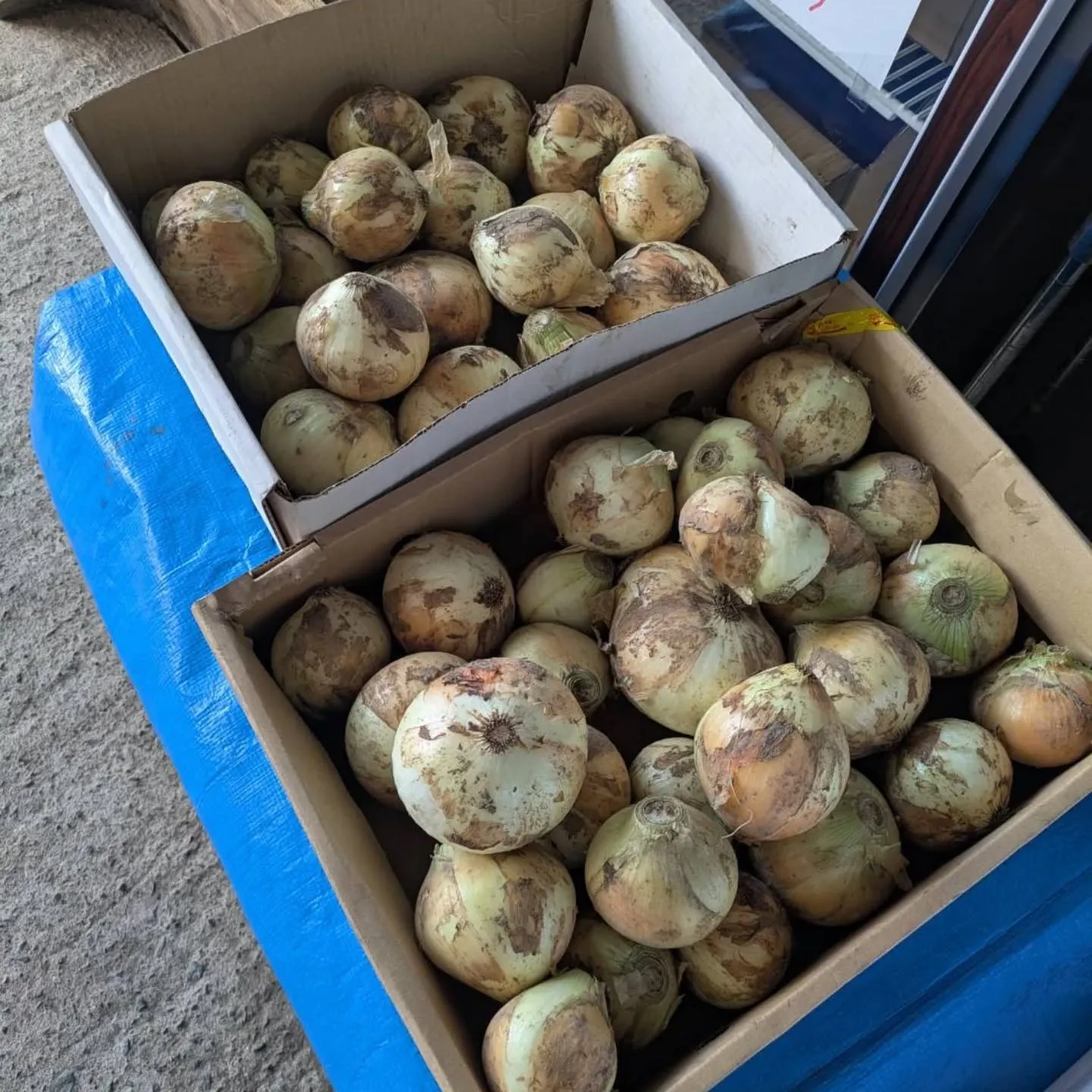 これまでトマトは道沿いのスチールラックに、他の野菜は棚に置い...