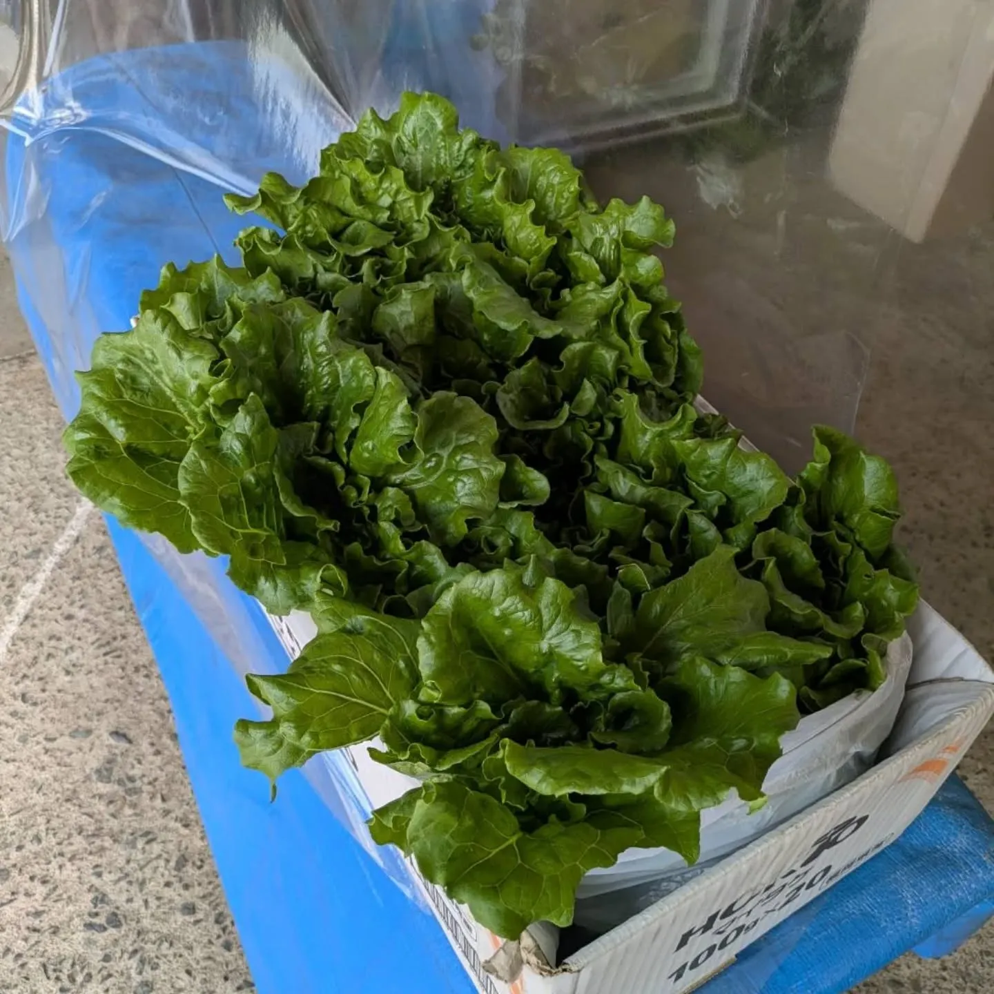 「巻かないレタス🥬」(ロメインレタス系)入荷しました‼️