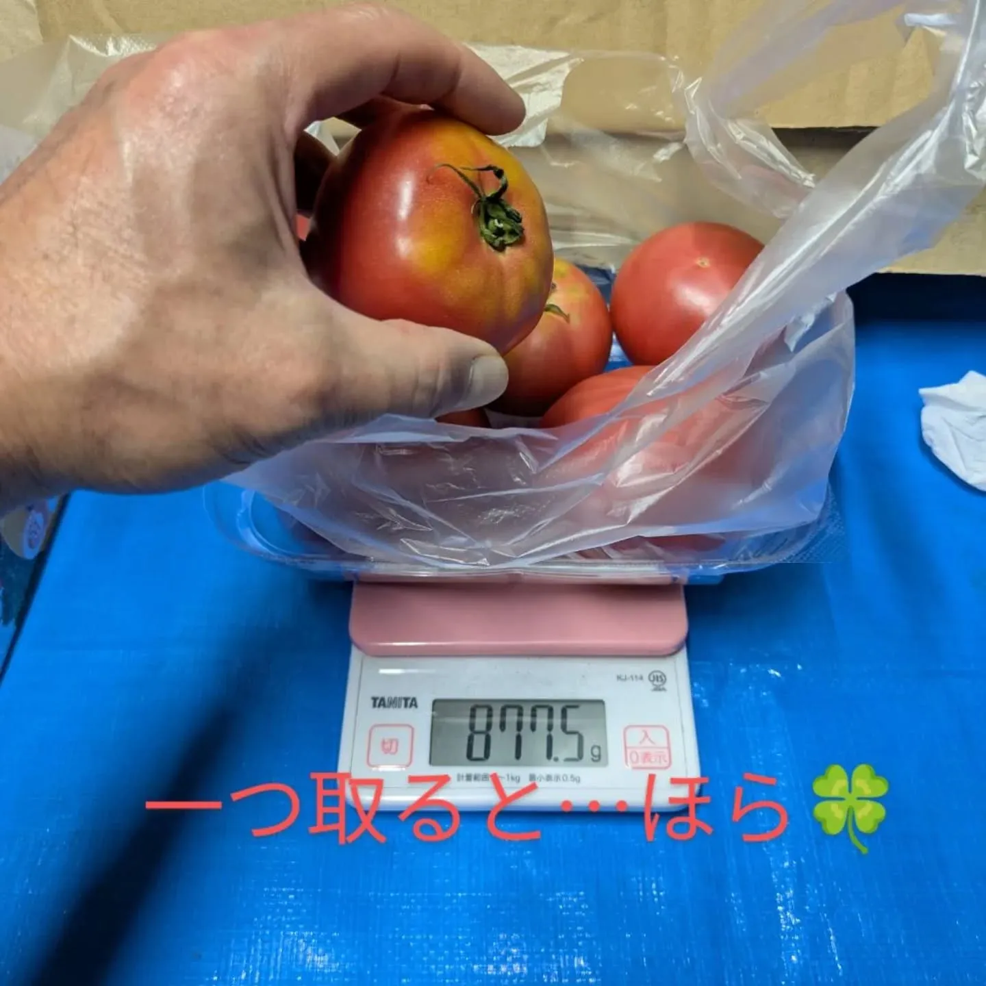 今日、トマトを買いに来られた若い女性に『トマトはここでしか買...