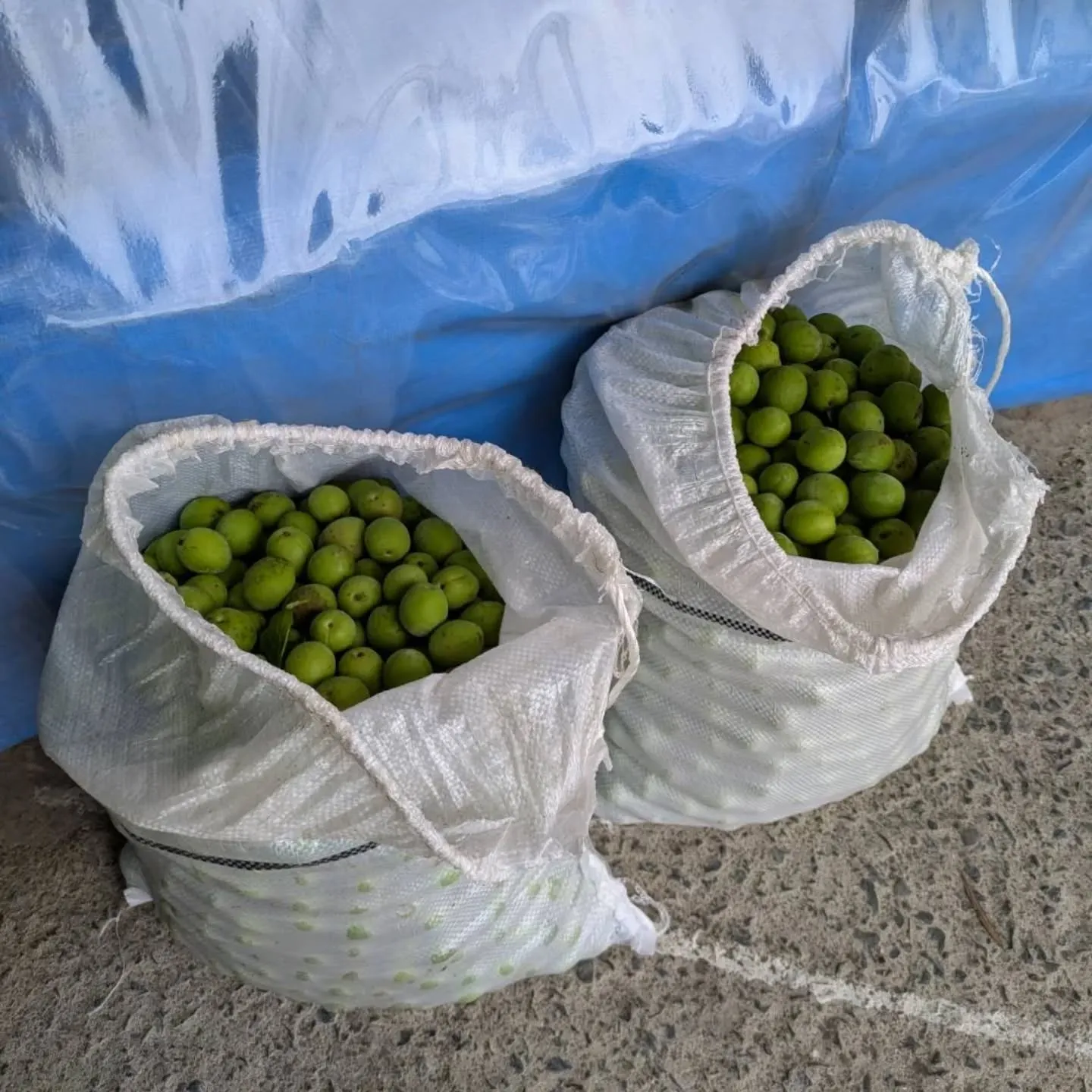 農家の方から昼に連絡があり、何かと思ったら…ナナナント⁉️青...