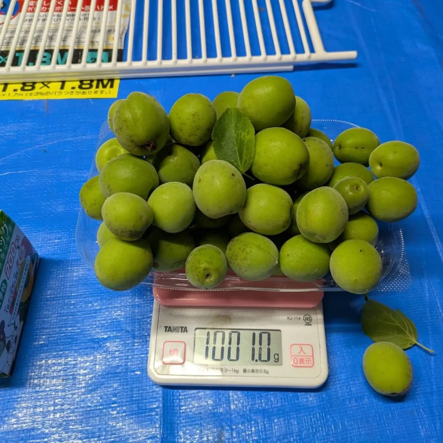 農家の方から昼に連絡があり、何かと思ったら…ナナナント⁉️青...