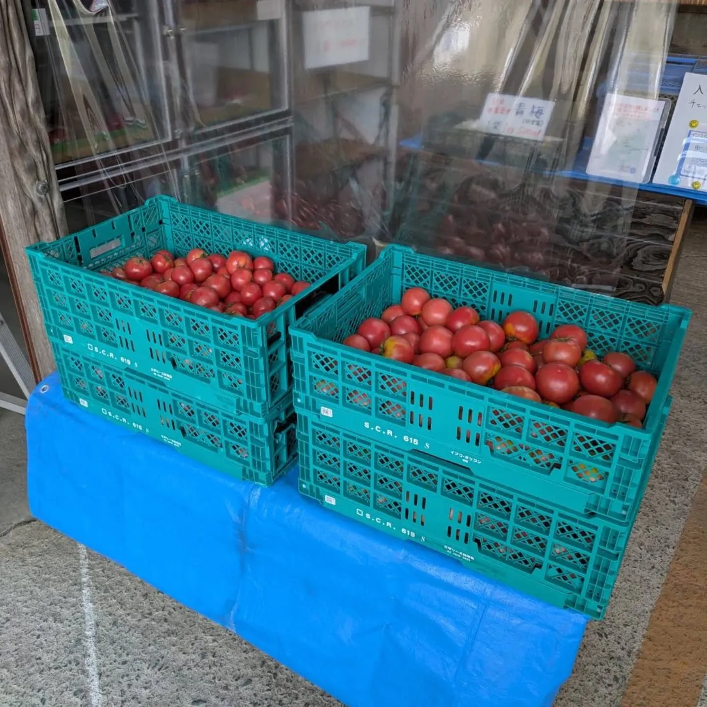 はい、入荷しました～～～八代産のキャベツとトマト😆😆😆