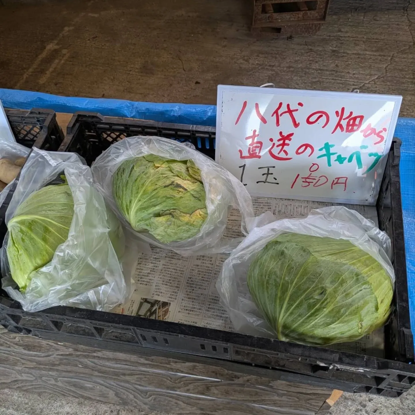 八代産キャベツ、1玉100円に下げました‼️