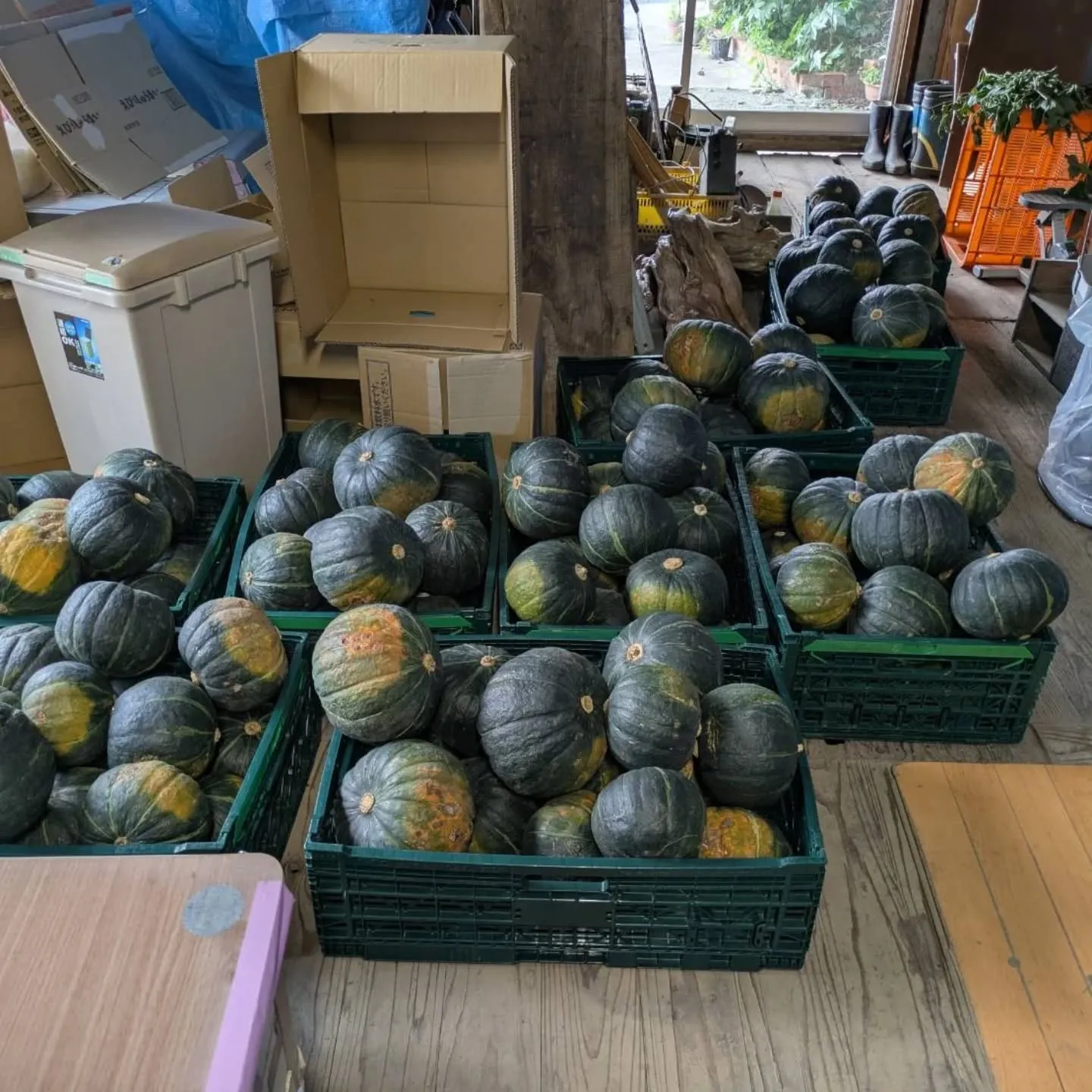 ナナナント⁉️