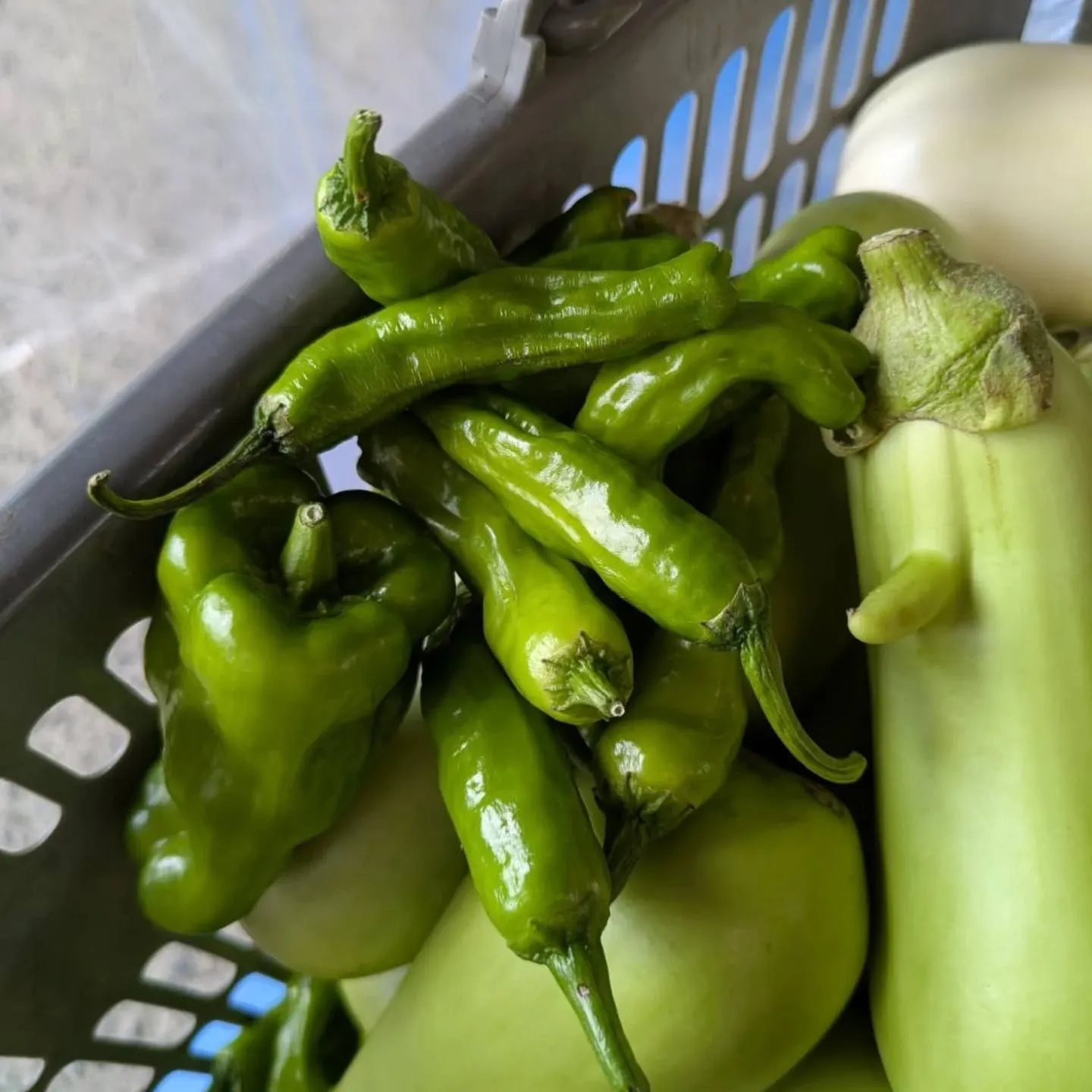 貴重な白ナス入荷しました‼️😆😆😆