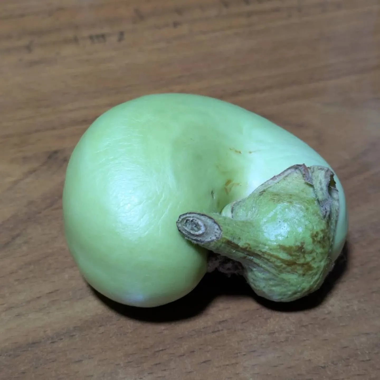 八代トマト🍅