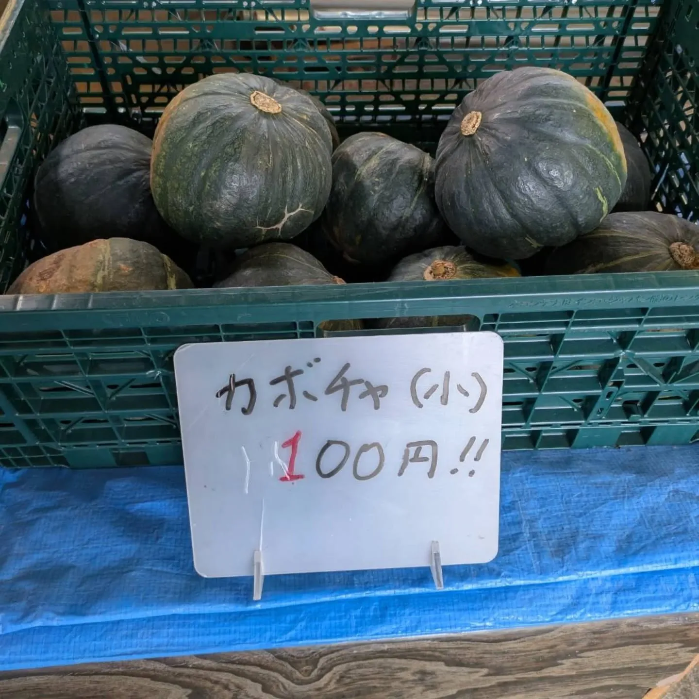 カボチャ🎃、まさかの追加で大量入荷‼️😆