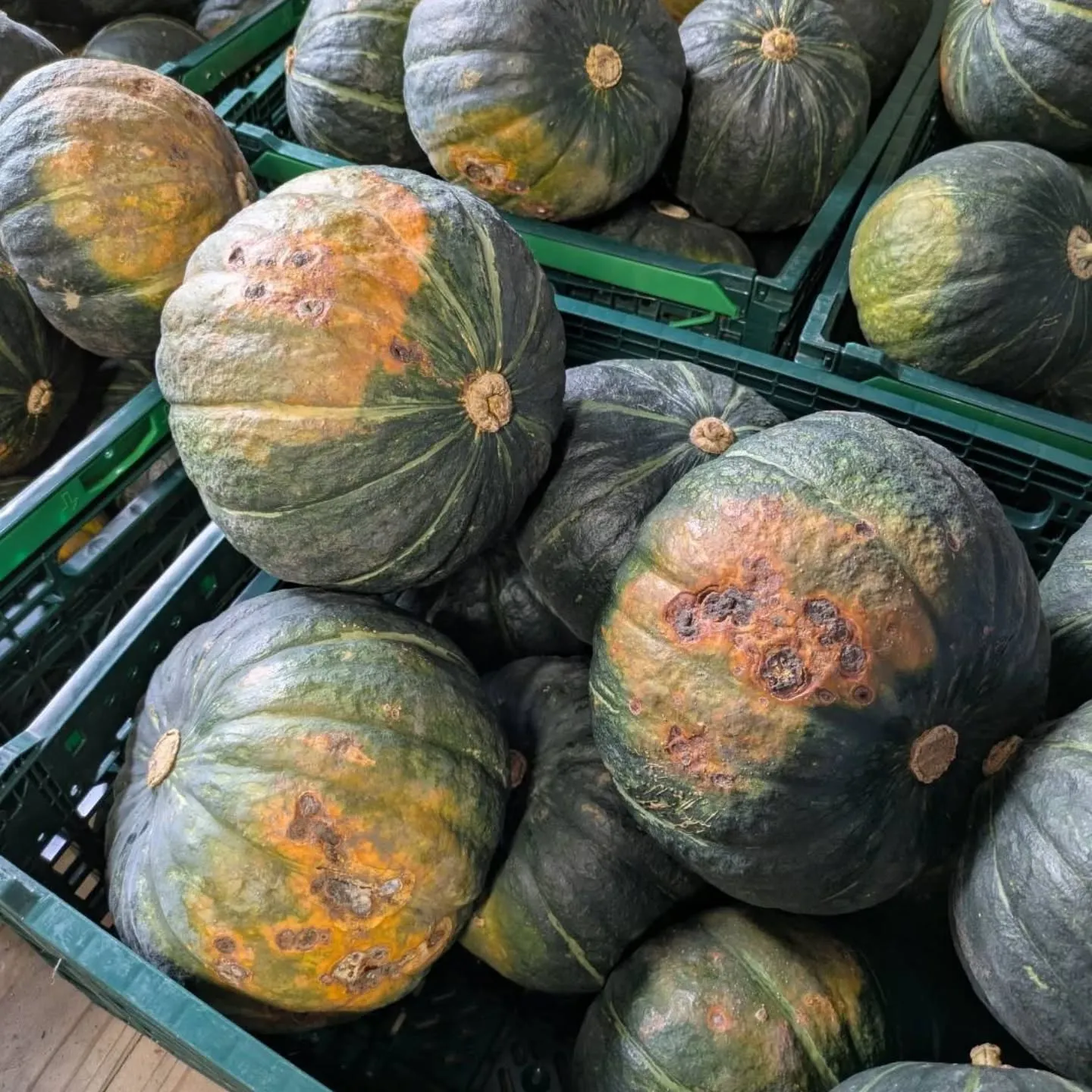 益城町産カボチャ🎃