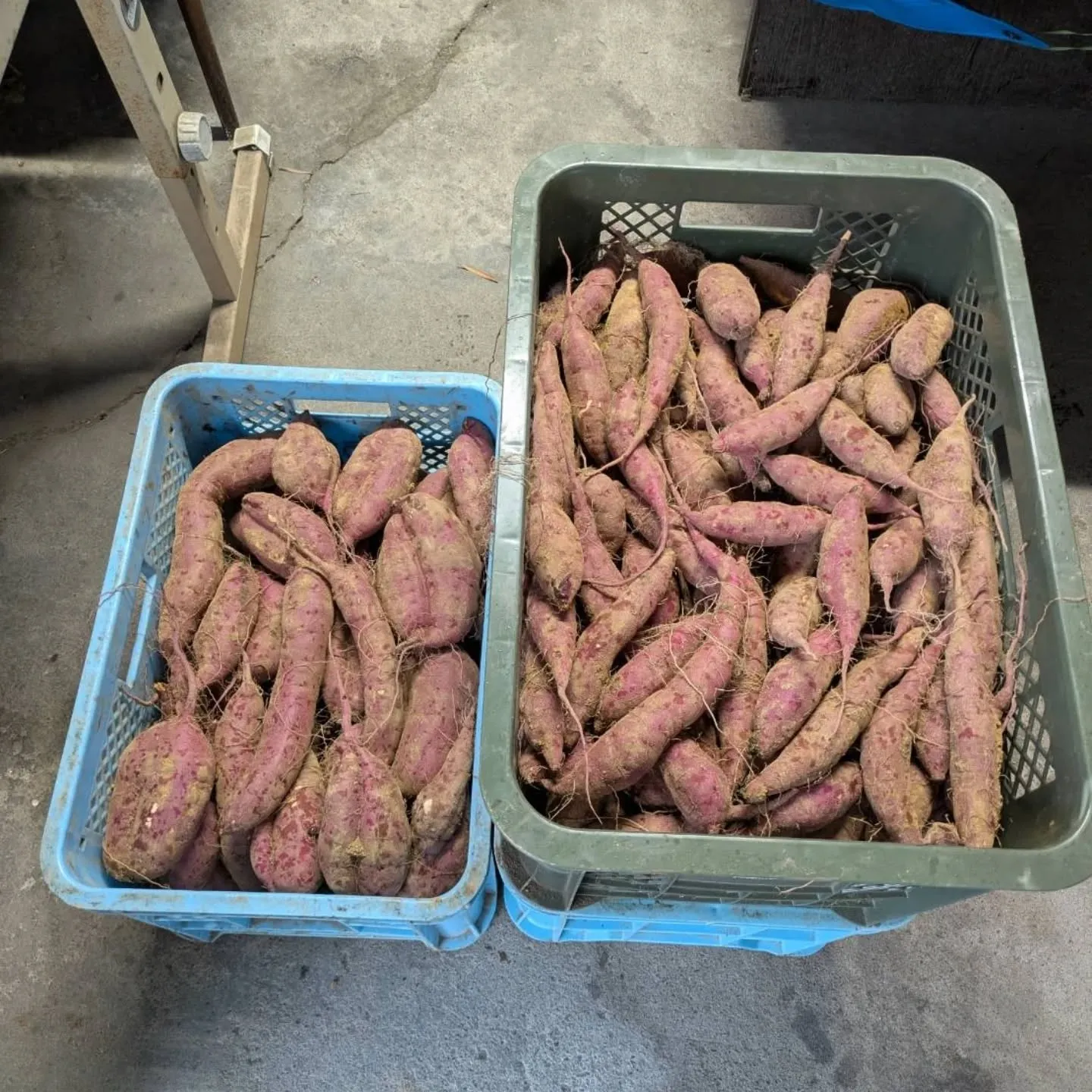 ナナ、ナンと⁉️👀