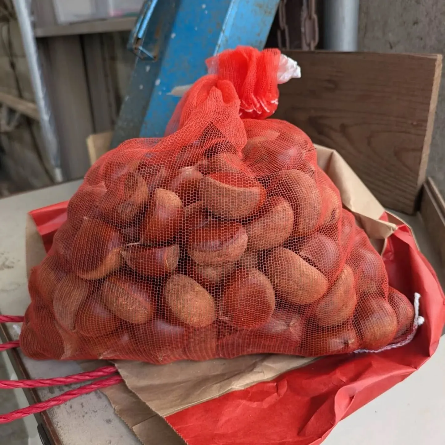 初物の栗🌰入荷しました❗️