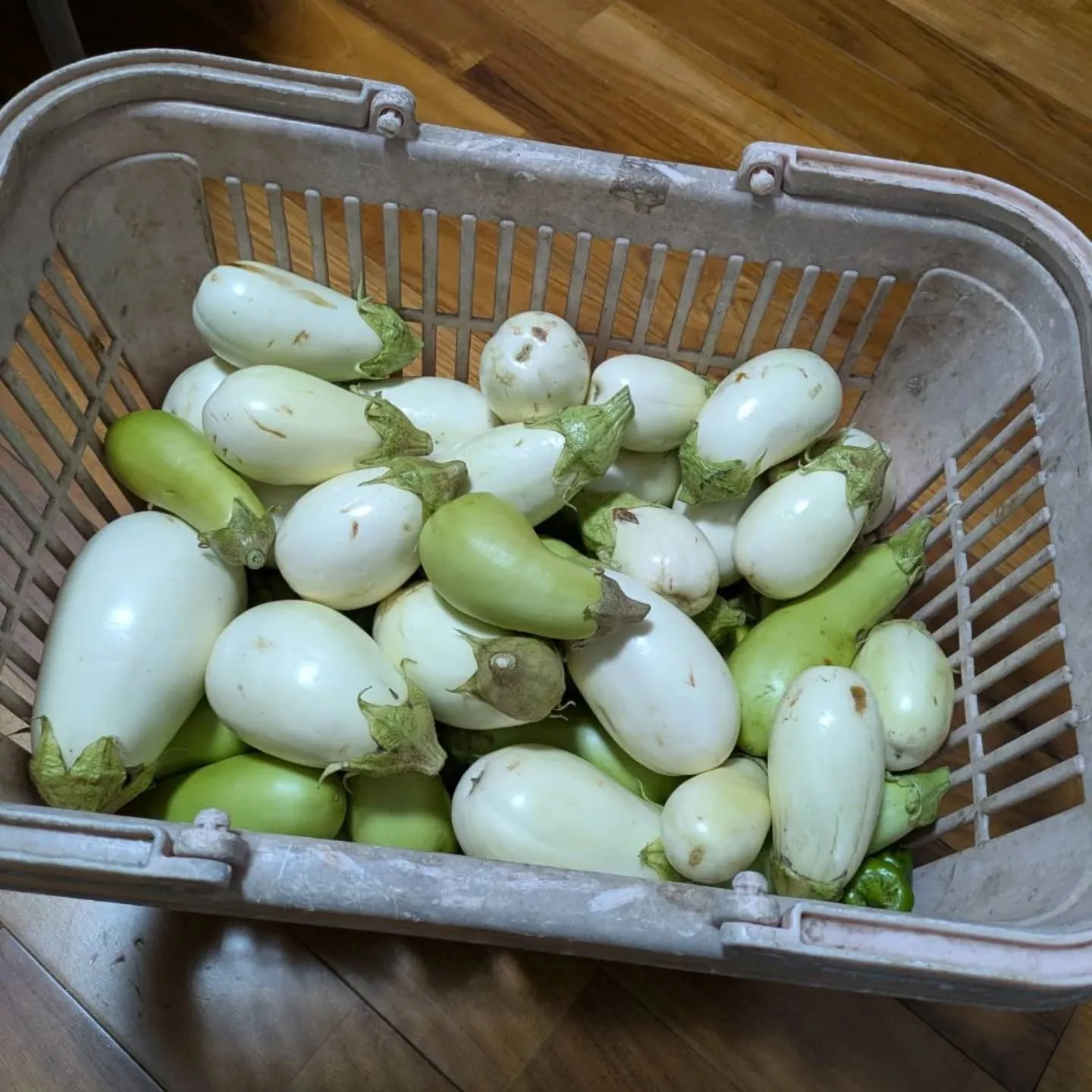 昨夕、また別の個人の農家さんから久しぶりの白ナスを入荷して頂...