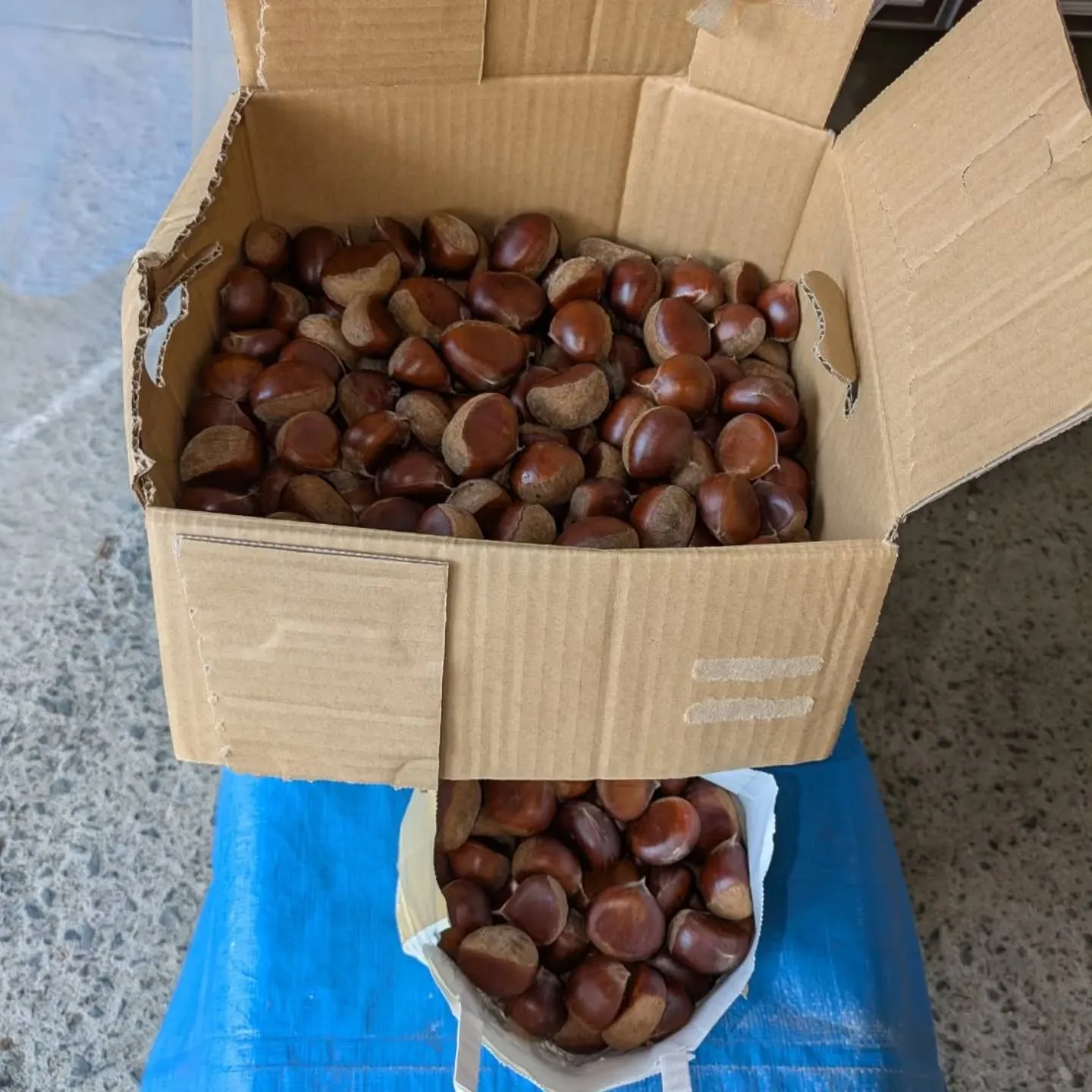 地元産クリ🌰、またまた入荷しました❗️