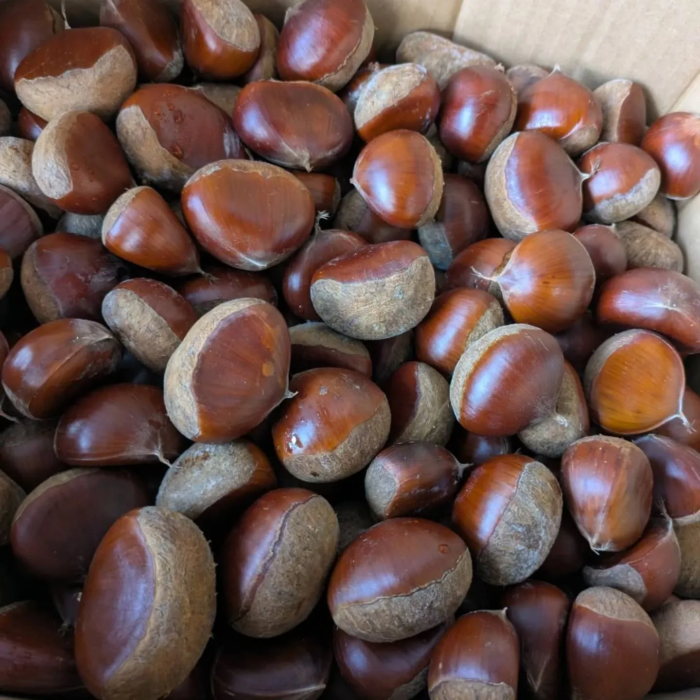 地元産クリ🌰、またまた入荷しました❗️