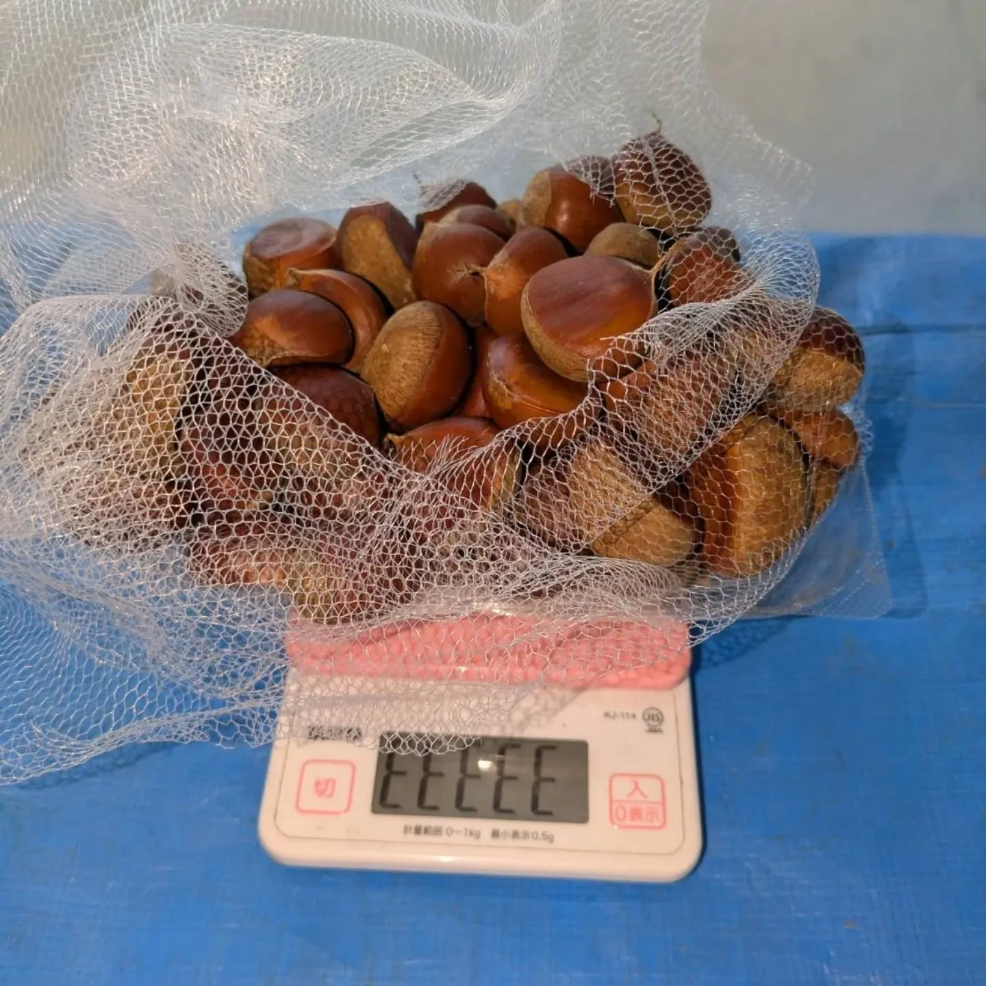 地元産クリ🌰、またまた入荷しました❗️