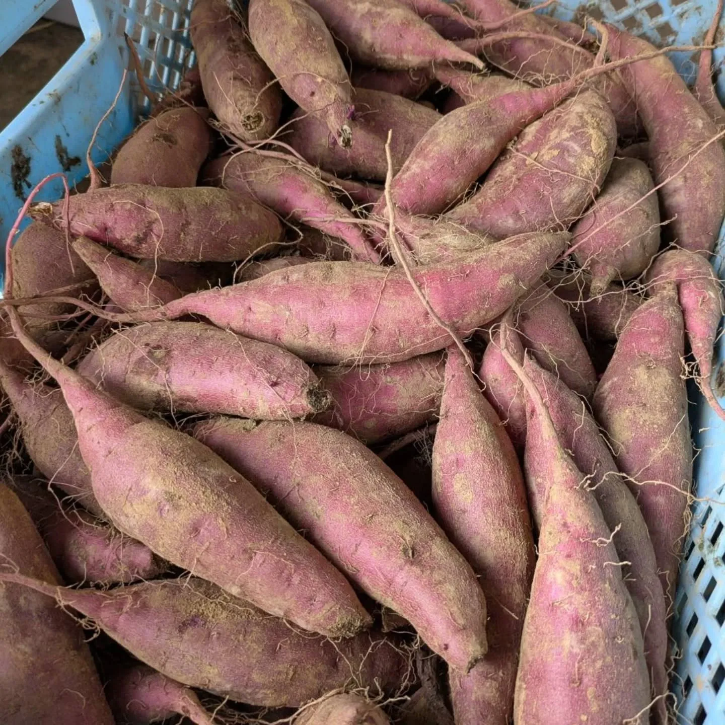 地元産紅はるか🍠