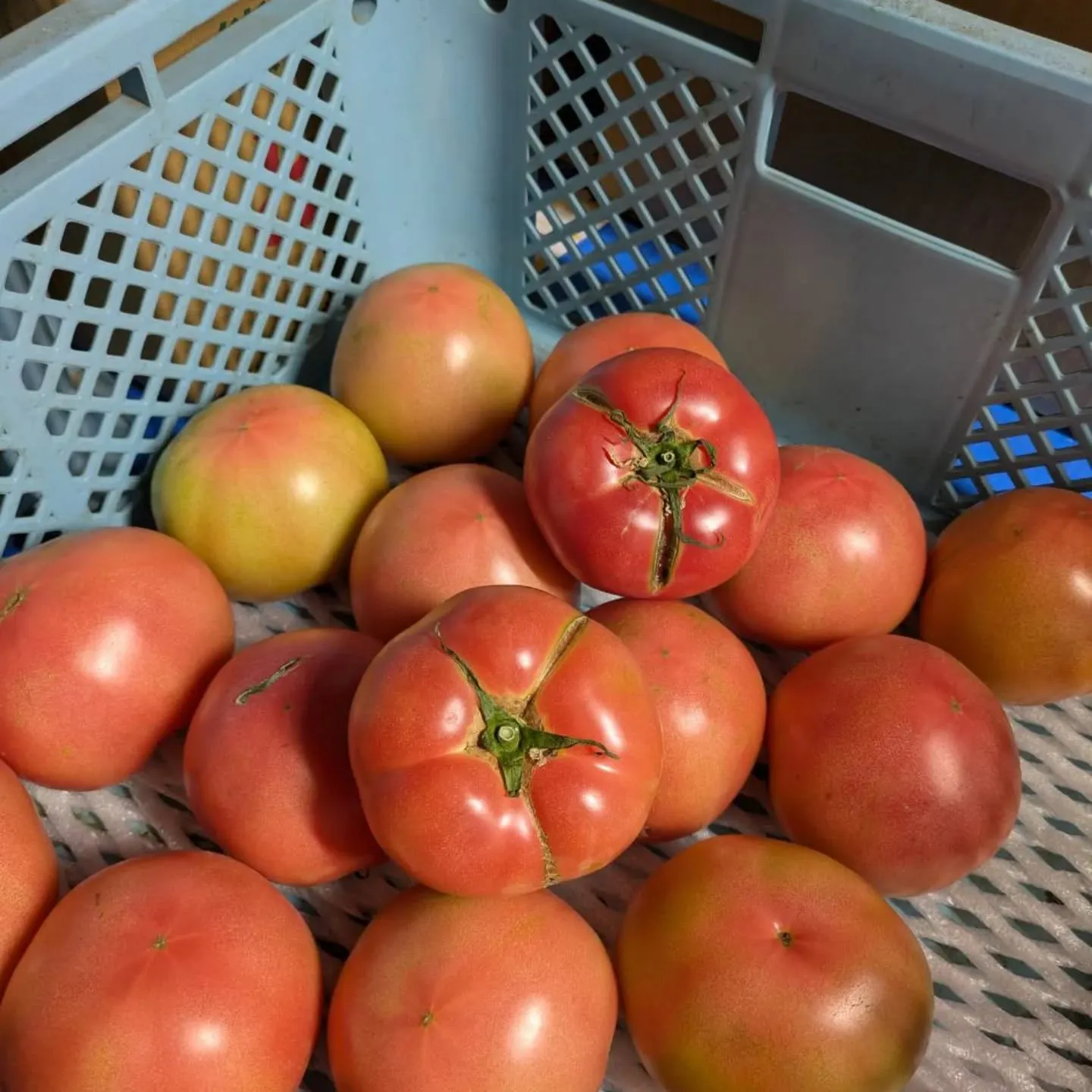 八代トマト🍅
