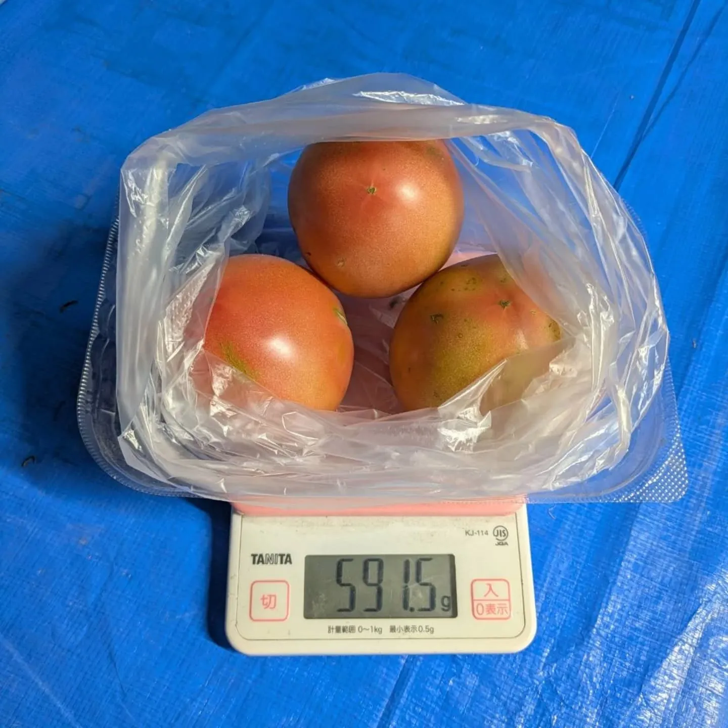 明日と明後日、トマト🍅増量します‼️