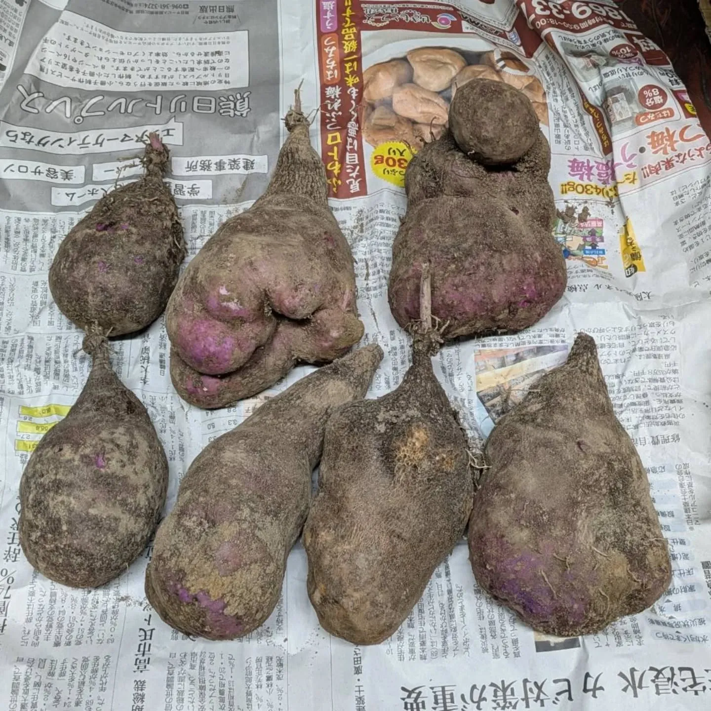 明日と明後日、トマト🍅増量します‼️