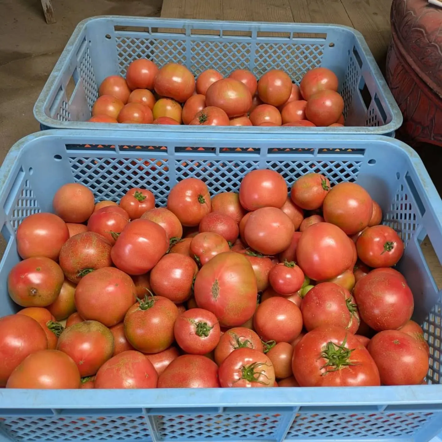 八代トマト🍅入荷しました～😆😆😆