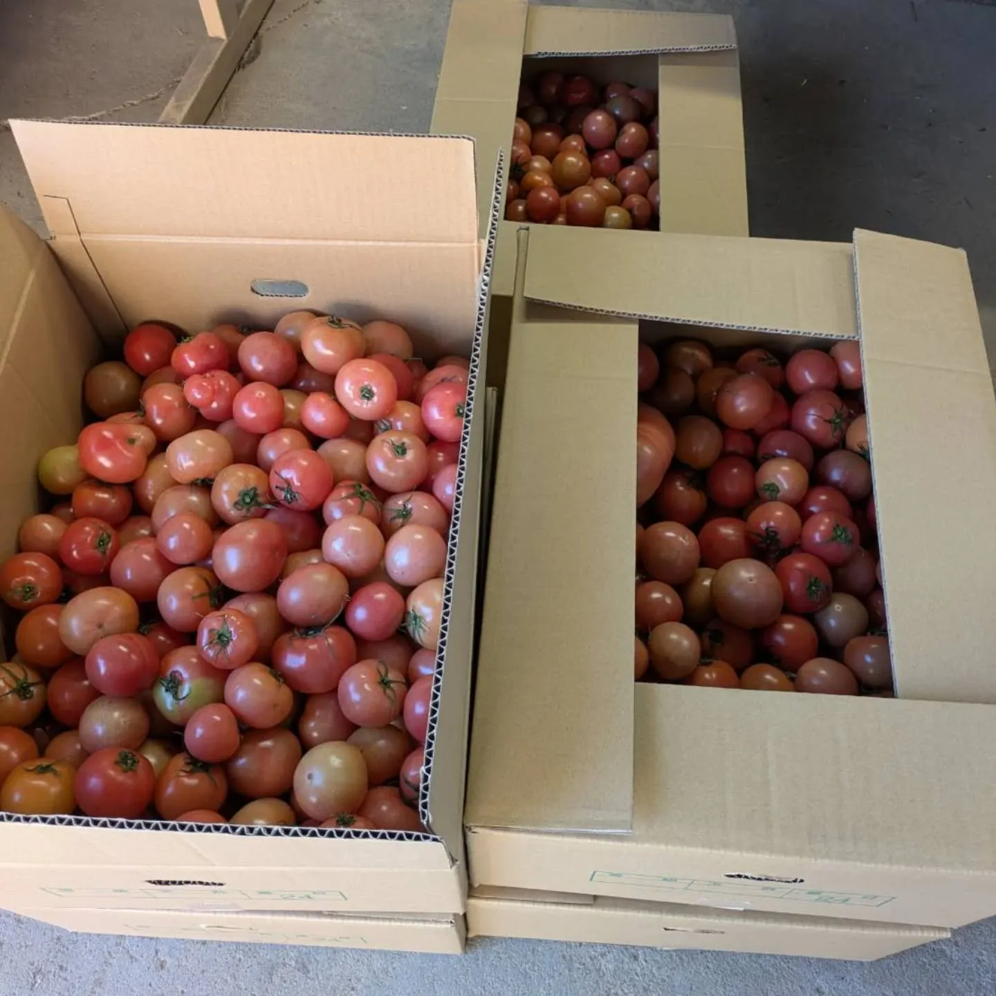 八代トマト今年初入荷しました🍅