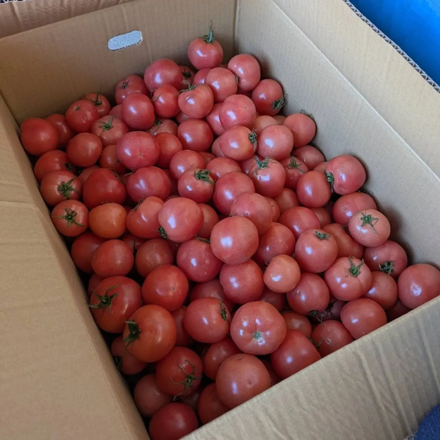 ワケあり野菜果物販売所です。