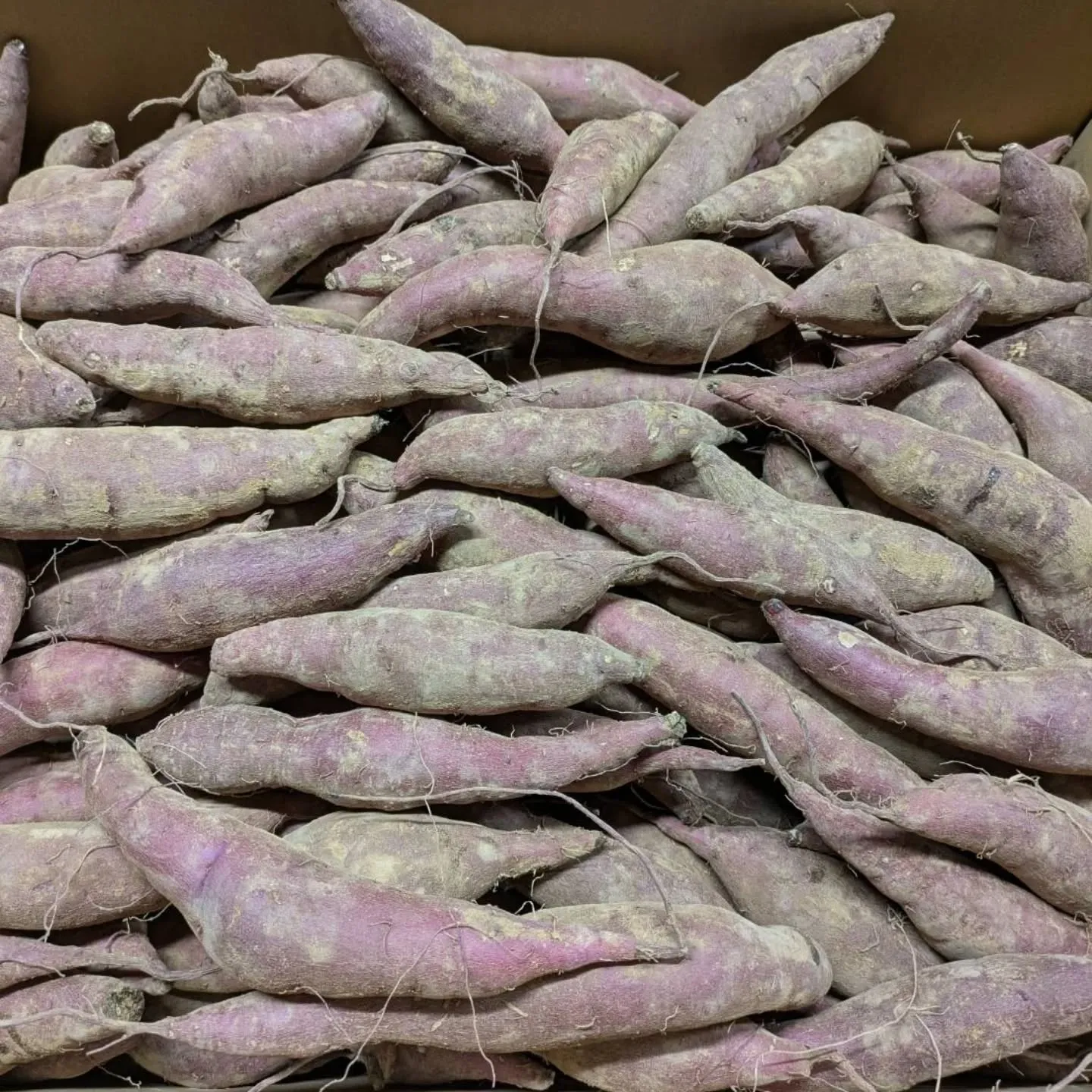 昨年末以来の紅はるか入荷しました❗️