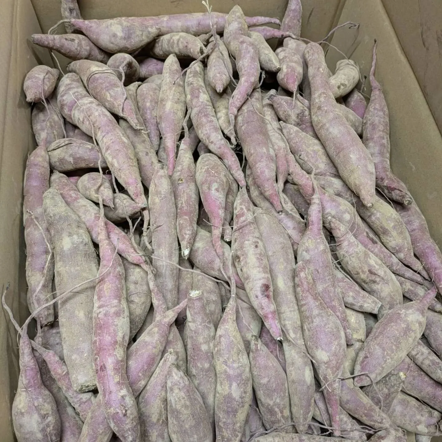 昨年末以来の紅はるか入荷しました❗️