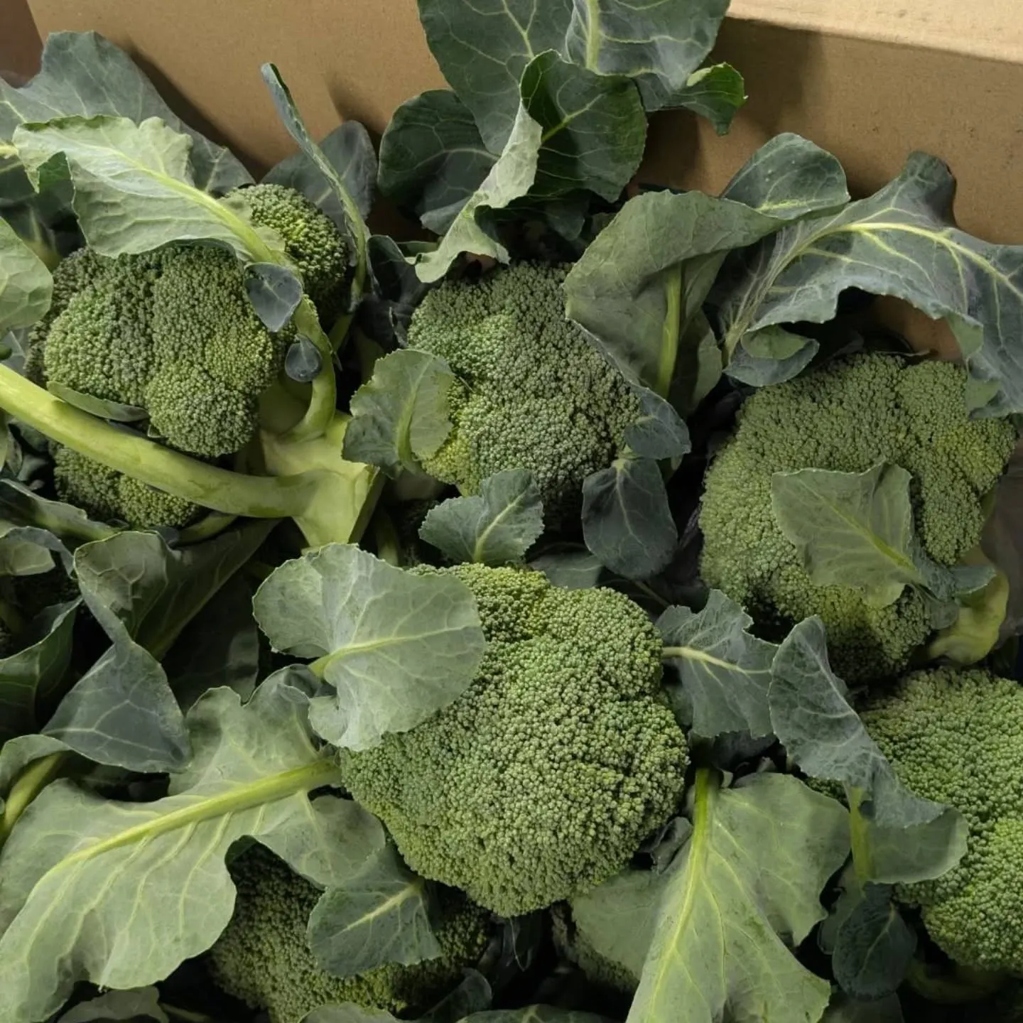 パール柑に続いてブロッコリー入荷しました❗️🥦