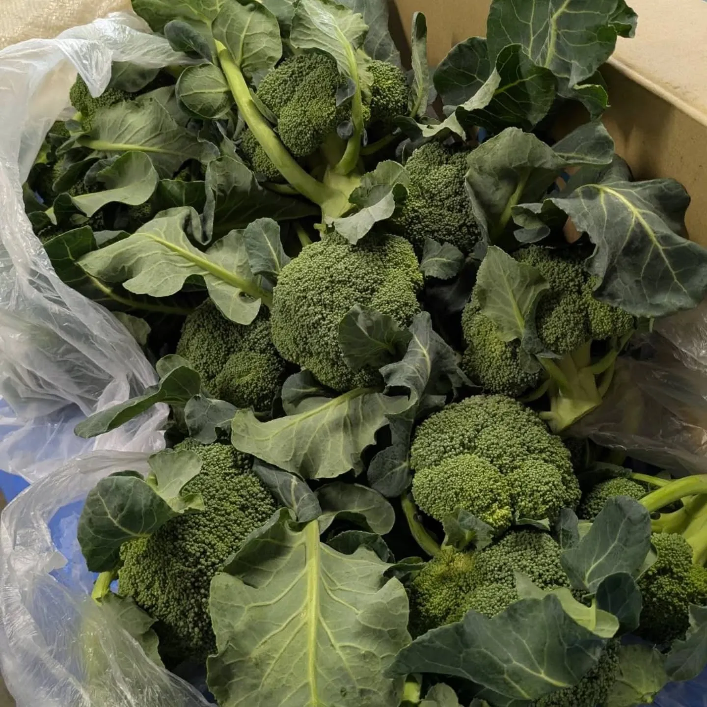 パール柑に続いてブロッコリー入荷しました❗️🥦