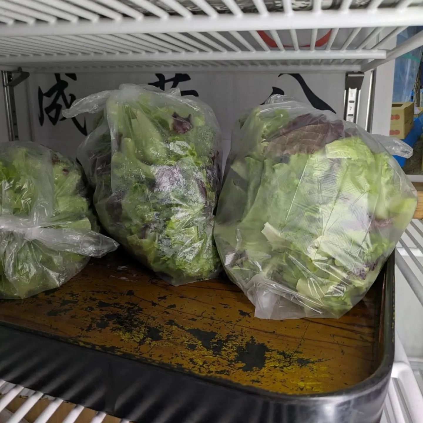 ベビーリーフ、追加で大量に入荷しました❗