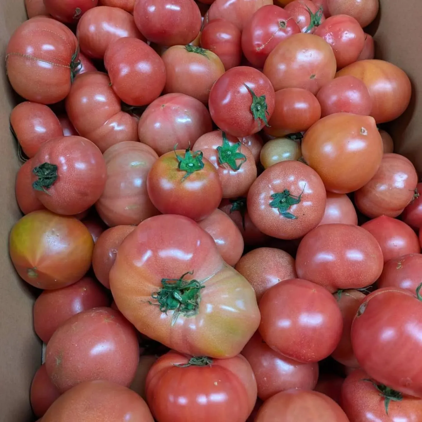 八代トマト入荷しました🍅