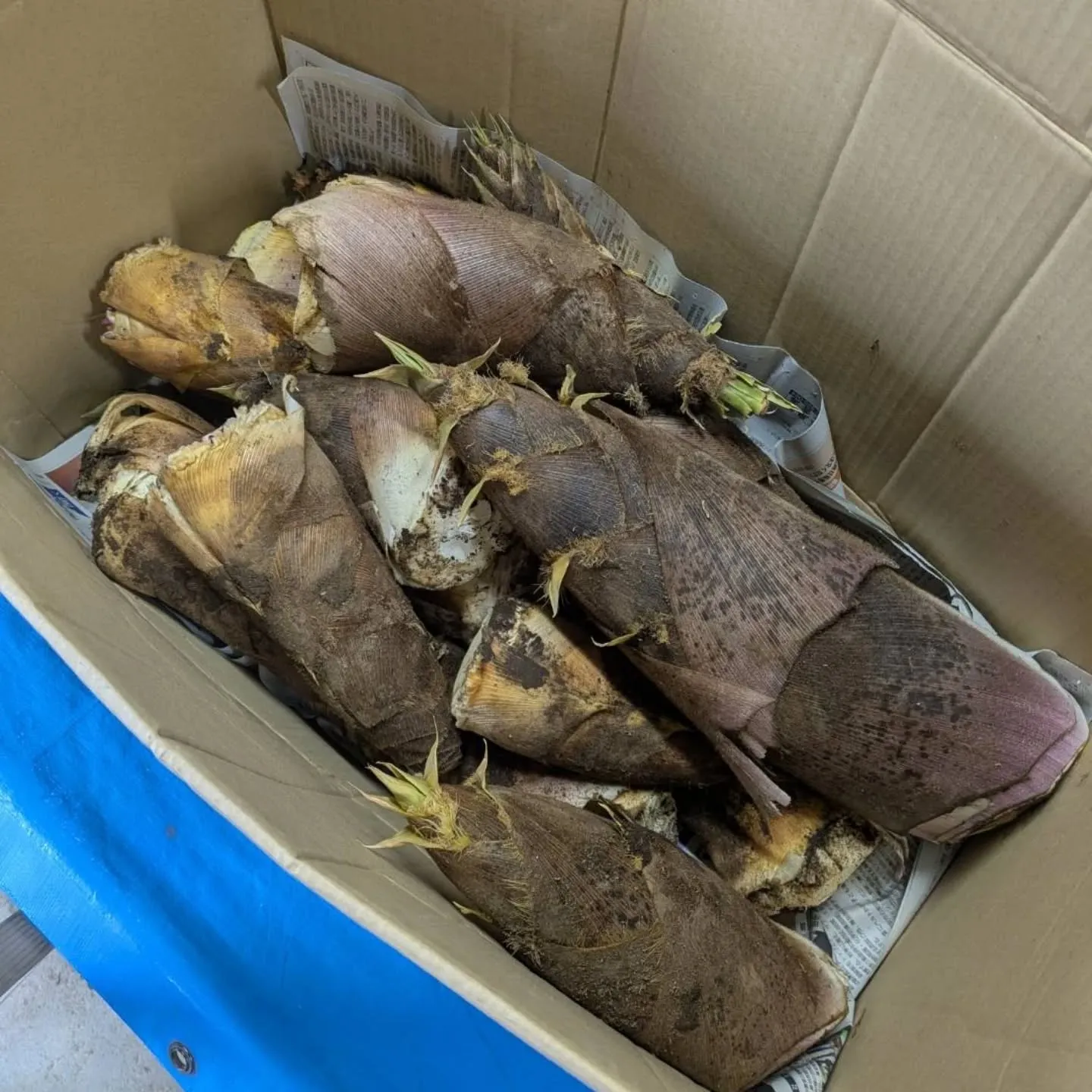 今年もタケノコ入りました~~~‼️😆😆😆