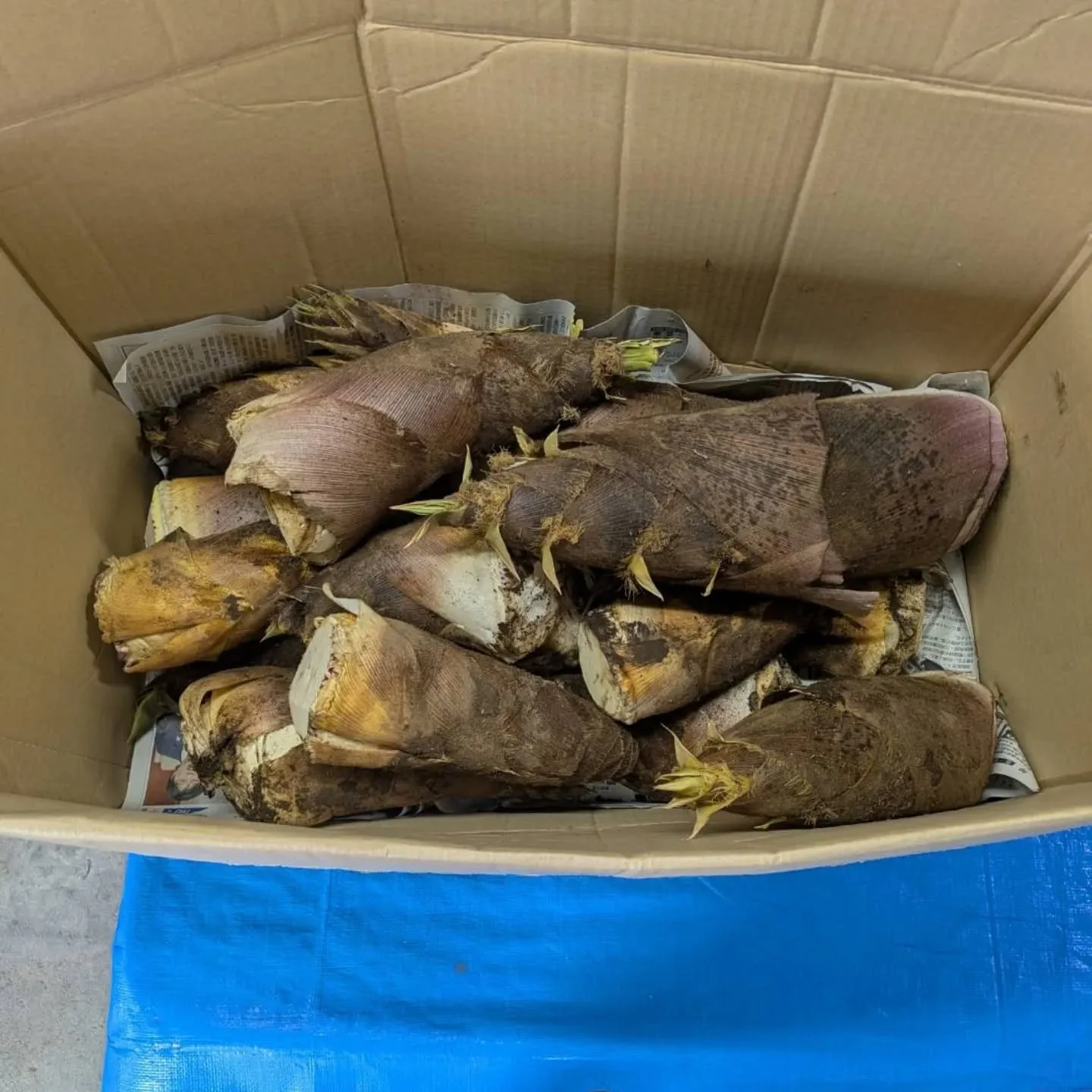 今年もタケノコ入りました~~~‼️😆😆😆