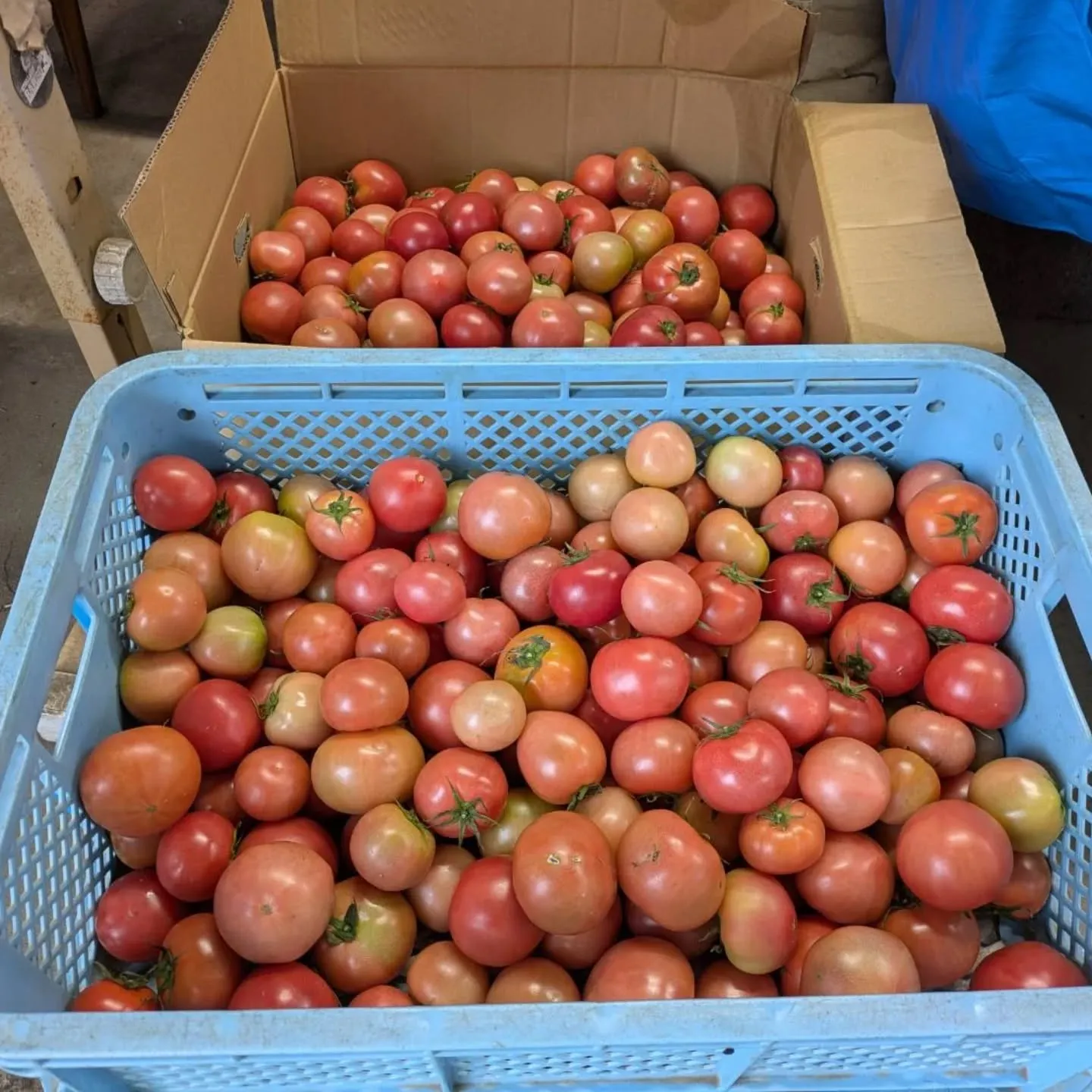 今週も八代トマト入りました～🍅