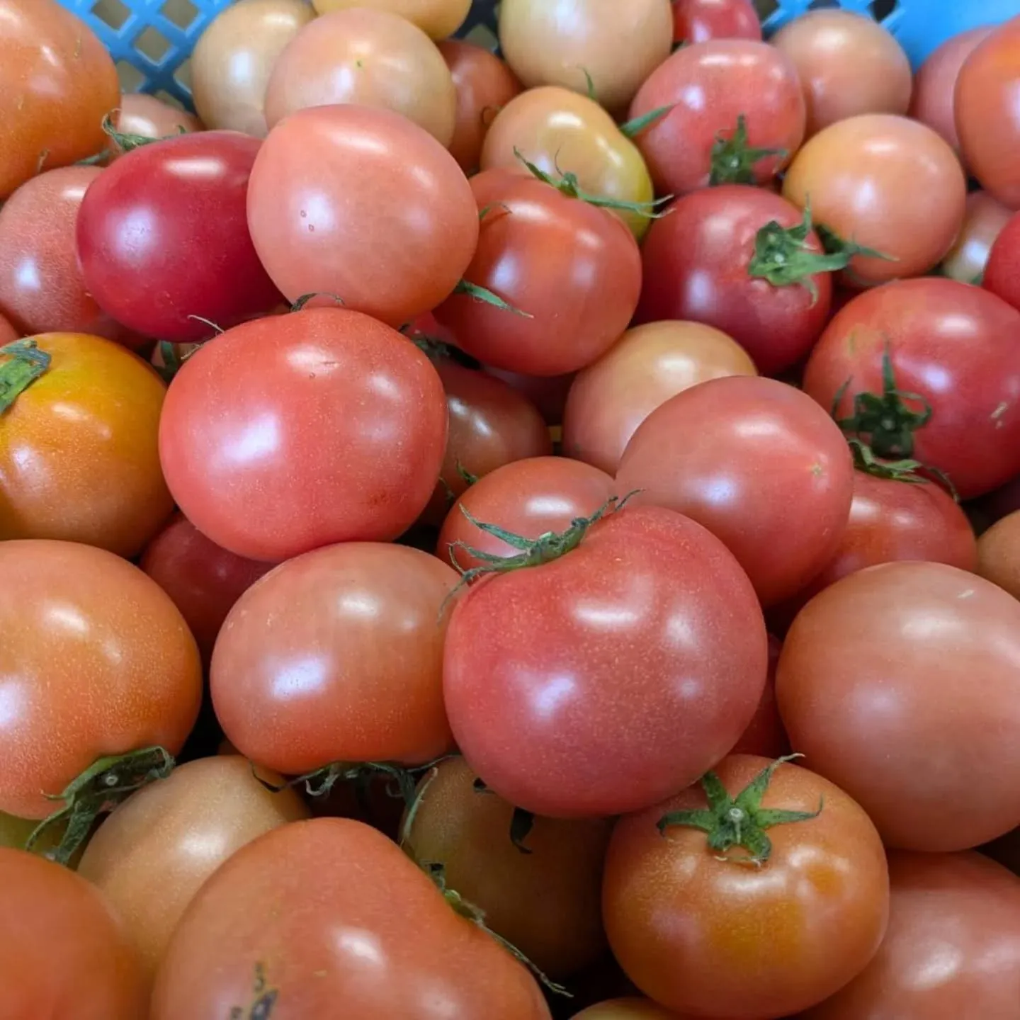 今週も八代トマト入りました～🍅