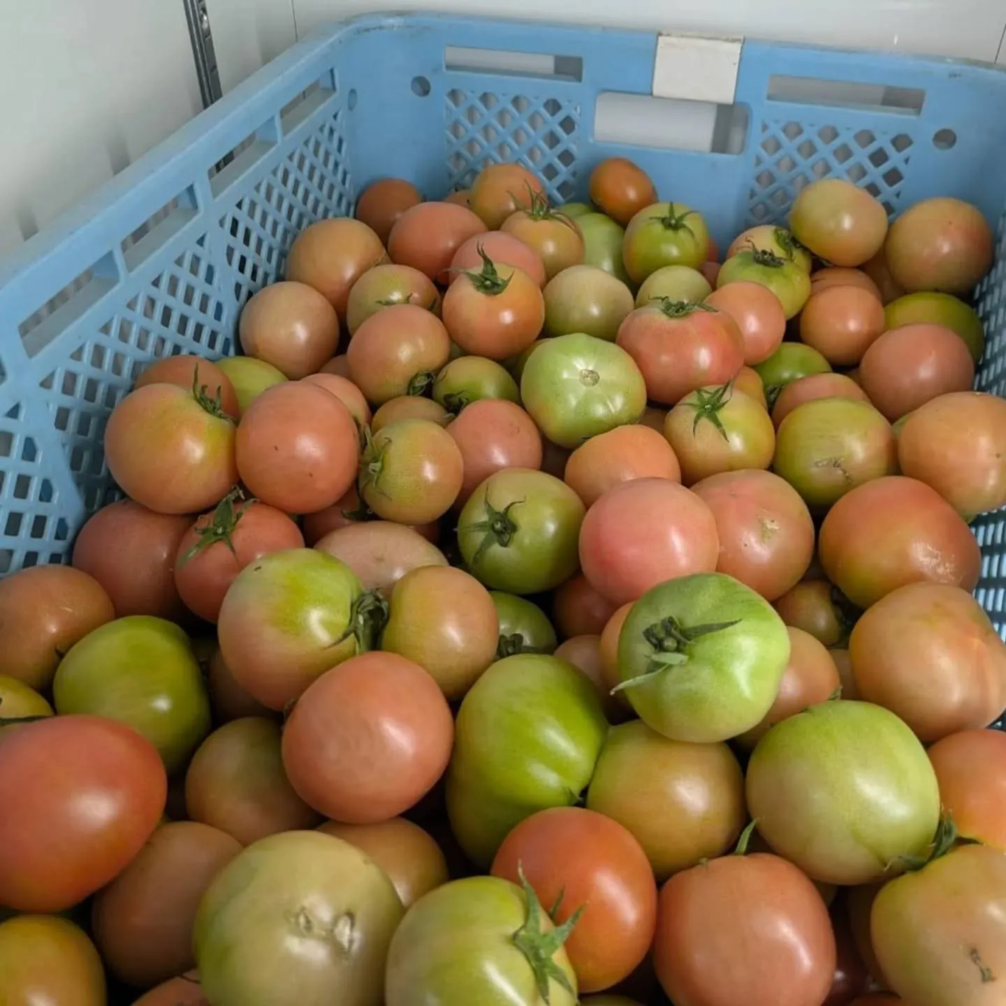 今週も八代トマト🍅入荷しました❗️