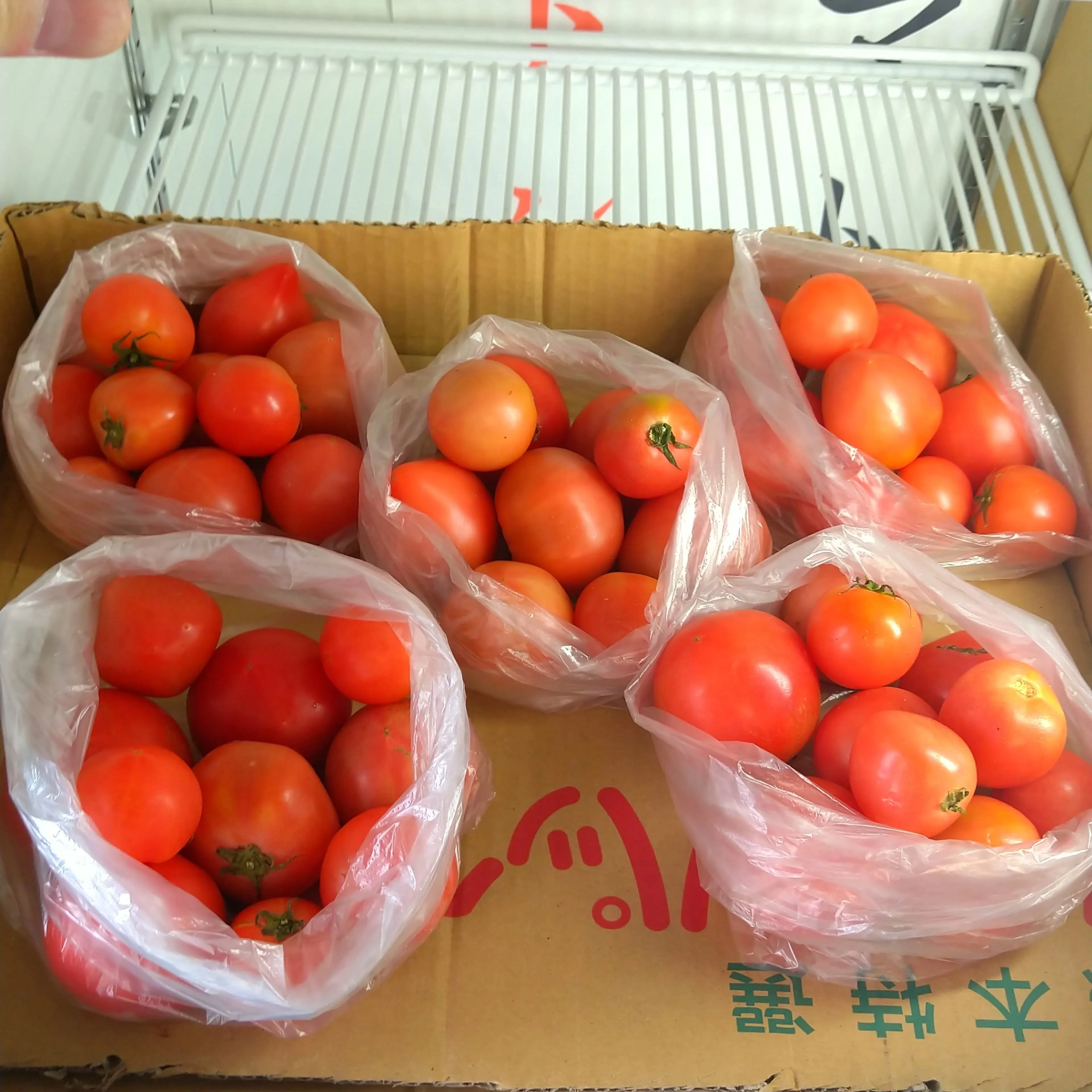 八代トマト、入荷前につき、増量して放出販売します‼️🍅