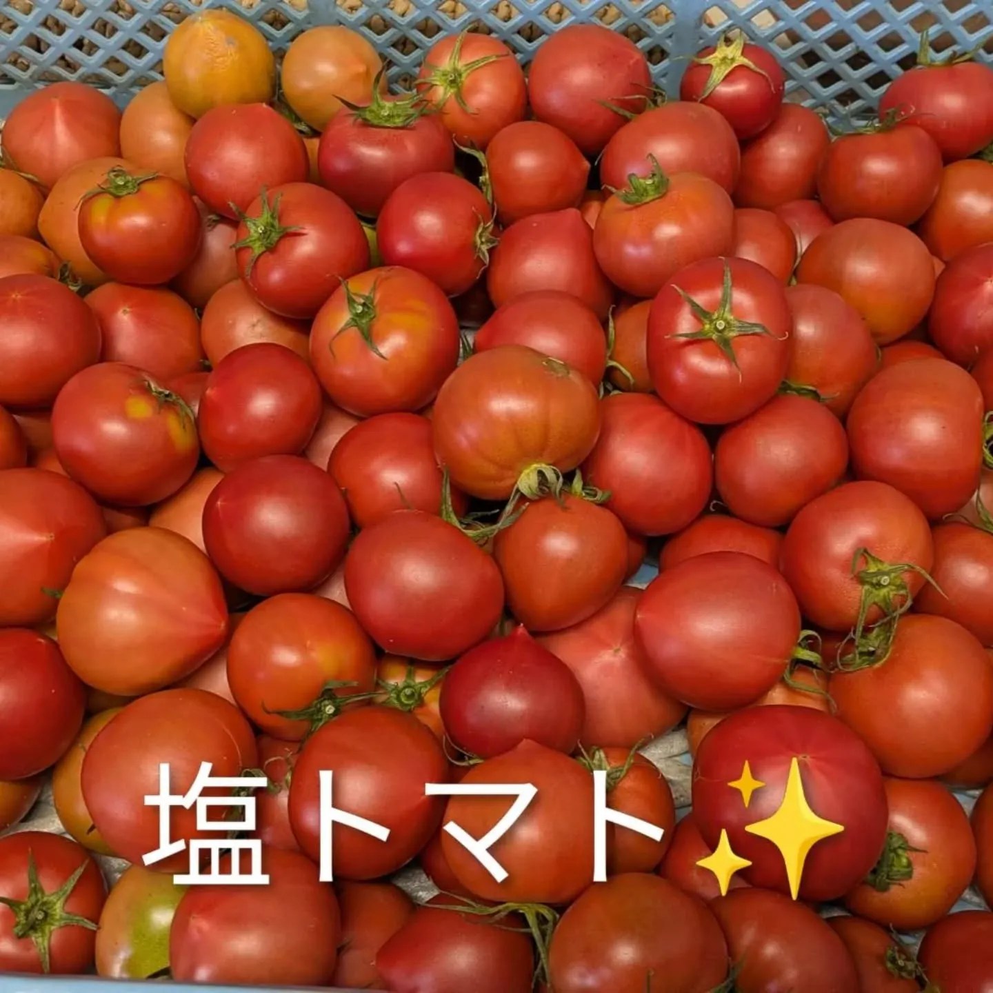 八代トマト(塩トマト含む)入荷しました🍅