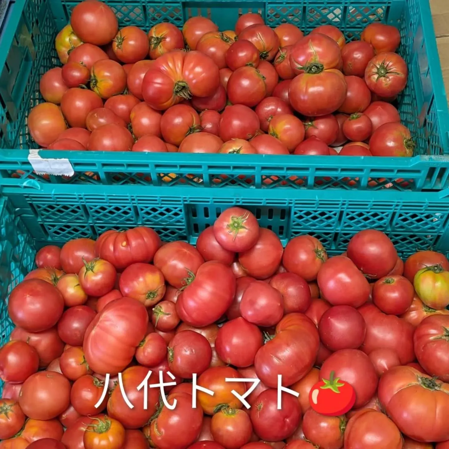 八代トマト(塩トマト含む)入荷しました🍅